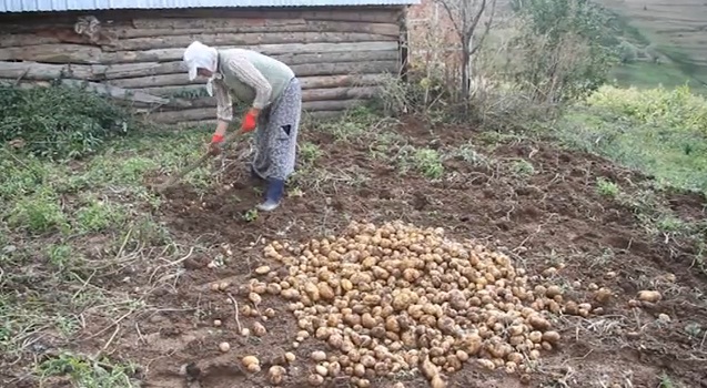 Берба на компири во Шиштавец